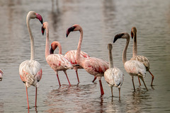 Phoenicopteridae