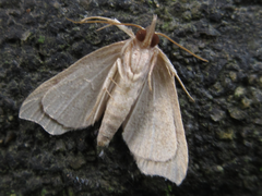 Gonepatica opalina