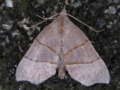 Gonepatica opalina