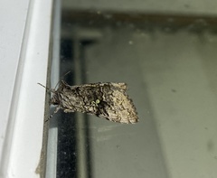 Syngrapha viridisigma