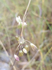 Allium oporinanthum