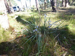 Thelymitra × truncata