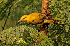 Oriolus kundoo