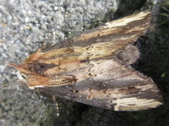Hexafrenum leucodera