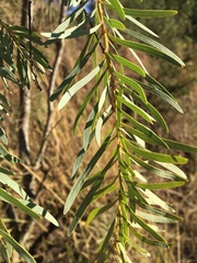 Acacia pendula