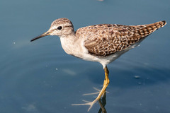 Tringa glareola