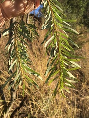 Acacia pendula