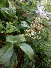 Magnoliopsida