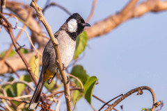 Pycnonotus leucotis
