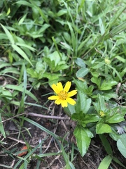 Sphagneticola trilobata