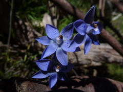 Thelymitra corrugata
