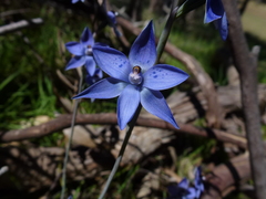 Thelymitra corrugata