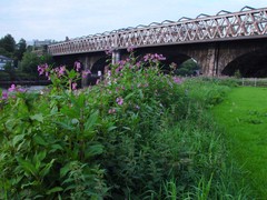 Impatiens glandulifera