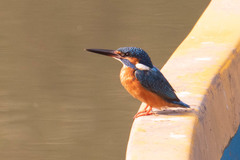 Alcedo atthis
