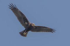 Circus aeruginosus