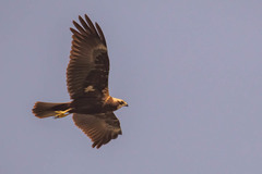 Circus aeruginosus
