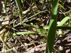 Thelymitra corrugata