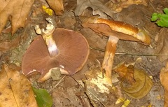 Cortinarius atkinsonianus