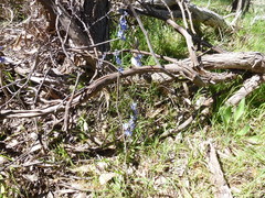 Thelymitra corrugata