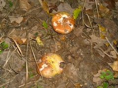 Cortinarius atkinsonianus