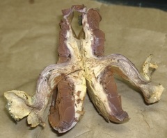 Cortinarius atkinsonianus