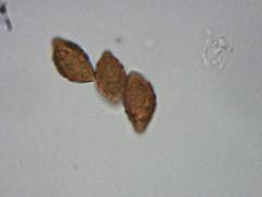 Cortinarius atkinsonianus