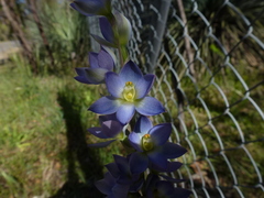 Thelymitra grandiflora