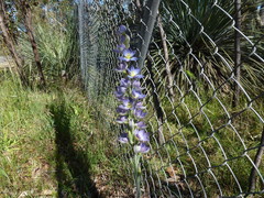 Thelymitra grandiflora