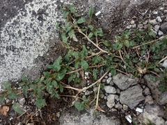 Magnoliopsida