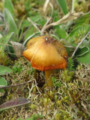 Hygrocybe conicoides