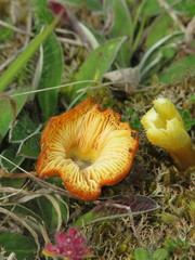 Hygrocybe conicoides