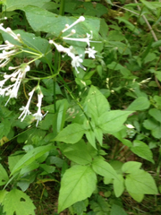Valeriana pauciflora
