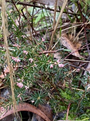 Epacris impressa