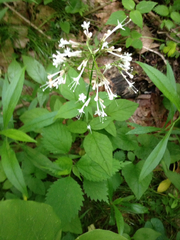 Valeriana pauciflora