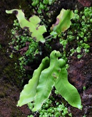 Asplenium scolopendrium
