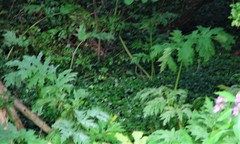 Heracleum mantegazzianum