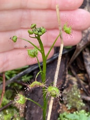 Drosera auriculata