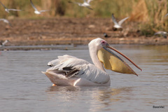 Pelecanus onocrotalus