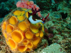 Cinachyra