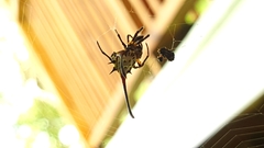 Gasteracantha sanguinea