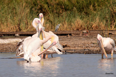 Pelecanus onocrotalus