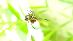 Gasteracantha sanguinea