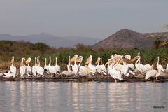Pelecanus onocrotalus
