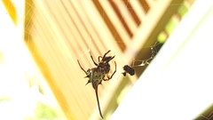 Gasteracantha sanguinea