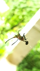 Gasteracantha sanguinea