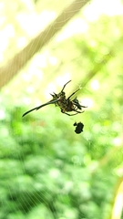 Gasteracantha sanguinea
