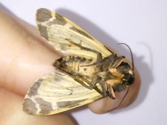 Arctia flavia