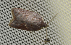 Acleris sparsana