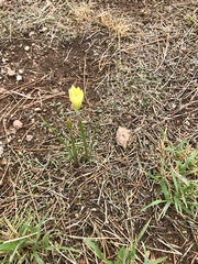 Zephyranthes longifolia