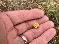 Zephyranthes longifolia